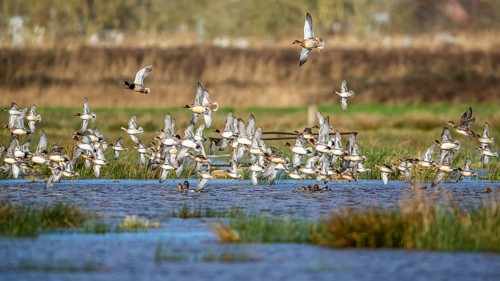 Eurasian Wigeon, (Mareca penelope) birds in flight over marshes