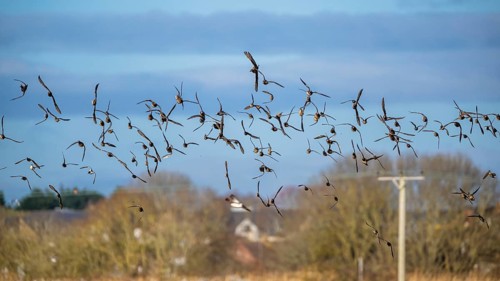 Eurasian Wigeon, (Mareca penelope) birds in flight over marshes