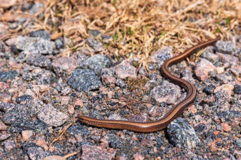 Slow worm (Anguis fragilis) crawling among pebbles on the ground at springtime