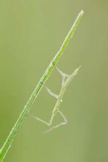 Mediterranean stick insect (Bacillus rossius), nymph with dewdrops, Provence, Southern France
