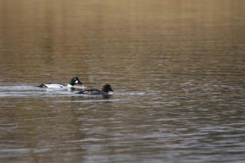 Pair of goldeneyes, March, Lusatia, Saxony, Germany, Europe