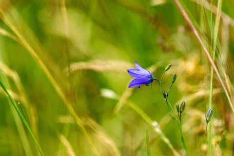 Harebell (Campanula rotundifolia) and grasses in a wild, natural flower meadow, Germany, Europe