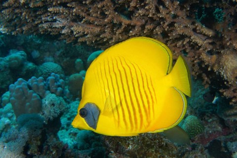Bluecheek butterflyfish (Chaetodon semilarvatus) under Pharaoh's antler coral (Acropora pharaonis),