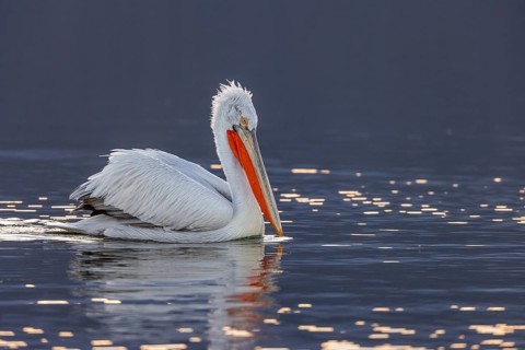 Dalmatian pelican (Pelecanus crispus), swimming in the evening light, magnificent plumage, red