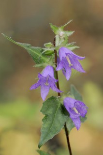 Nettle-leaved bellflower (Campanula trachelium), North Rhine-Westphalia, Germany, Europe