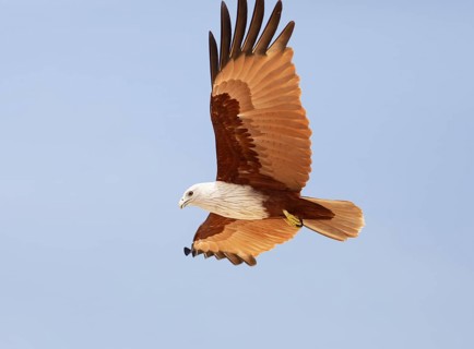 Braman Kite (Haliastur indus) flying in the blue sky, Marari Beach or beach, Mararikulam, Alappuzha