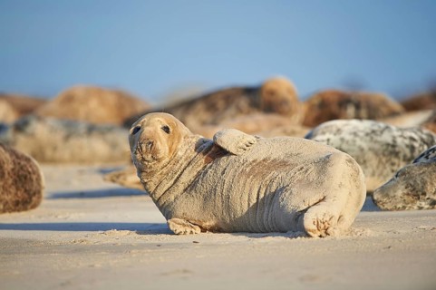 Close-up of harbor or harbour seal (Phoca vituliana vitulina) in spring (april) on Helgoland a