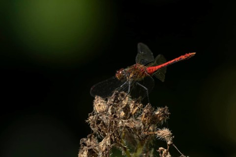 Common darter dragonfly (Sympetrum striolatum) adult male insect resting on a garden flower