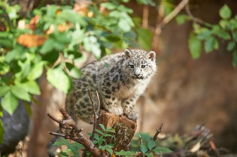 Snow leopard (Panthera uncia) or (Uncia uncia) cute cub in a forest, captive