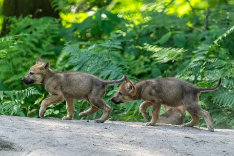 Two pups running side by side in the forest and exploring their surroundings, European grey gray