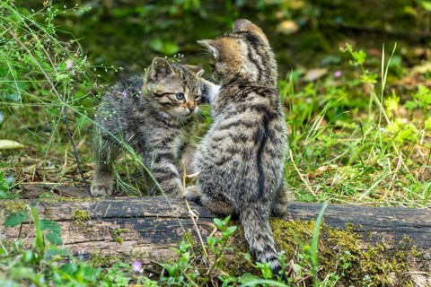 Two kittens facing each other and playing on moss-covered wood in the forest, wildcat (Felis