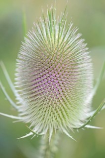 Wild teasel (Dipsacus fullonum), inflorescence in front of flowering, close-up, North