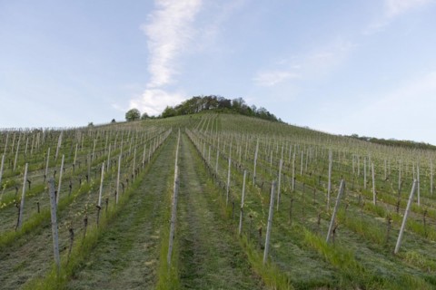 Vineyard, soil cultivation, mulching, organic, Remstal, Baden-Württemberg, Germany, Europe
