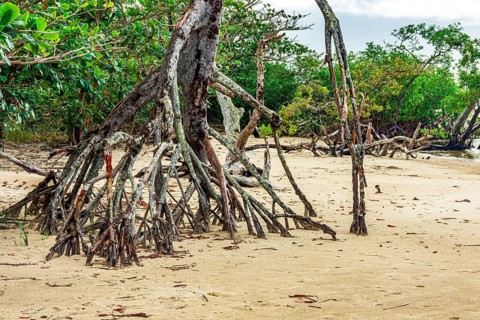 Mangrove roots in the sand on the beach in Serra Grande on the coast of Bahia, Serra Grande /