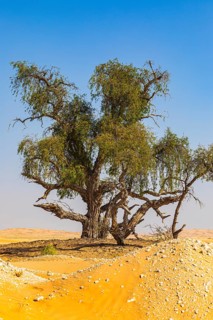 Trees with gnarled bark in a sandy plain of the Rub al Khali desert, Dhofar province, Arabian