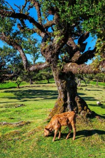 Cows in fantastic magical idyllic Fanal Laurisilva forest with centuries-old til trees. Madeira