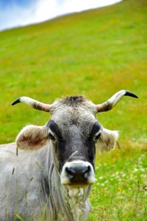 Portrait of a cow with horns on a mountain pasture in Tyrol, Austria, Europe