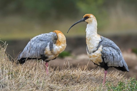Black-faced ibis (Tantalus melanopis) native to South America