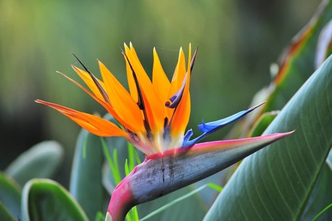 Flower of a strelitzia (Strelitzia reginae) also known as bird of paradise flower or parrot flower,