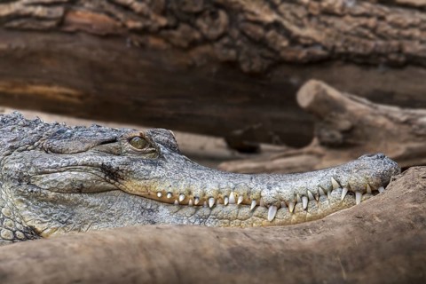 Close-up portrait of West African slender-snouted crocodile (Mecistops cataphractus) native to West