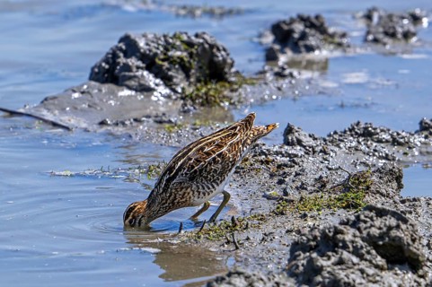 Common snipe (Gallinago gallinago) foraging in shallow water by probing soft mud at mudflat along