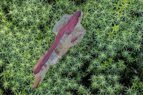 Exfoliated pine bark (Pinus sylvestris) on common wither moss (Polytrichum commune), Emsland, Lower