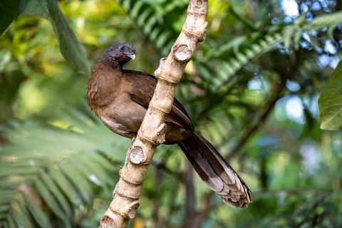 Grey-headed guan (ortalis cinereiceps), bird sitting on a branch, Monteverde cloud forest, Monte