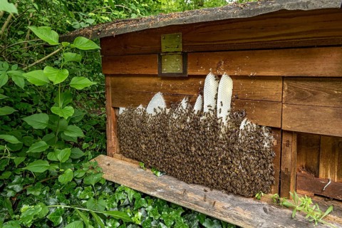 Bee colony, many bees, Western or European honey bee (Apis mellifera), wild construction of natural