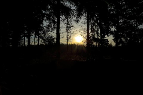 Sunset, sun star through a dark pine forest, Wilnsdorf, North Rhine-Westphalia, Germany, Europe