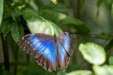 Morpho helenor, blue morpho butterfly sitting on a leaf, Alajuela province, Costa Rica, Central