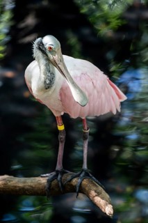 Roseate spoonbill (Platalea ajaja), Aviario Nacional de Colombia, Via Baru, Province of Cartagena,