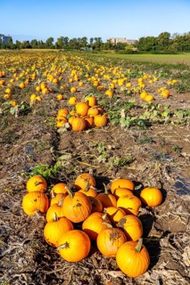 Pumpkin field, ripe pumpkins, shortly in front of harvest, near Neuss, North Rhine-Westphalia,