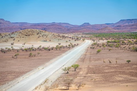 Three Angola giraffes (Giraffa giraffa angolensis) crossing a road, gravel track and dry desert