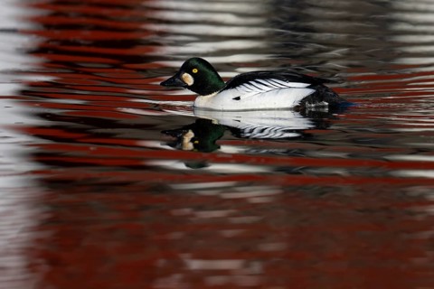 Common goldeneye (Bucephala clangula), Sweden, Europe