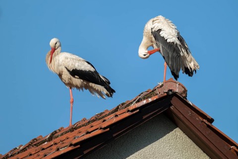 White storks (Ciconia ciconia), two storks, stork couple, standing on the roof of a house, blue