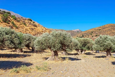 Centuries-old Olive grove, Preveli, Rethymno, Southern Crete, Crete, Greek Islands, Greece, Europe