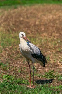 White stork (Ciconia ciconia) on a harvested field on the edge of the village of Hansfelde,