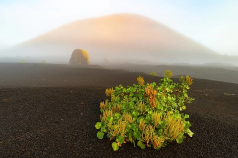 Canary Island dock (Rumex lunaria) and lava bomb in front of the Caldera Colorada, Parque Natural