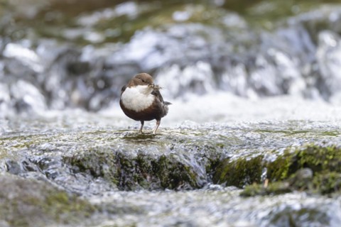 White-throated Dipper (Cinclus cinclus), at a torrent with larvae in its beak,
