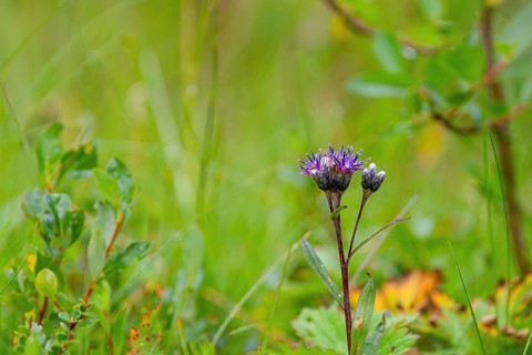 Felt Alpine Catchfly (Saussurea discolor), Two-coloured Alpine Catchfly, nature photo, Tynset,