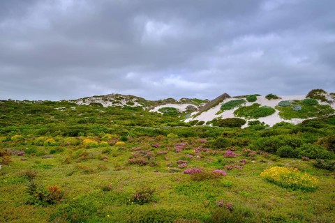 Spring blossom, wildflower blossom at Postberg, Langebaan Lagoon, West Coast National Park, West