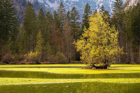 The Koppenwinkelbracke near Obertraun in autumn. Obertraun, Salzkammergut, Upper Austria, Austria,