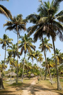 Coconut palm avenue at Marari Beach Resort, Mararikulam, Alleppy, Kerala, India, Asia