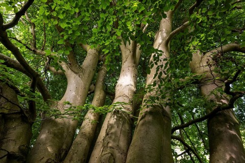 Multi-trunked old beech tree, Humlebæk, Nivå Bugt, Hovedstaden, Øresund coast, Denmark, Europe