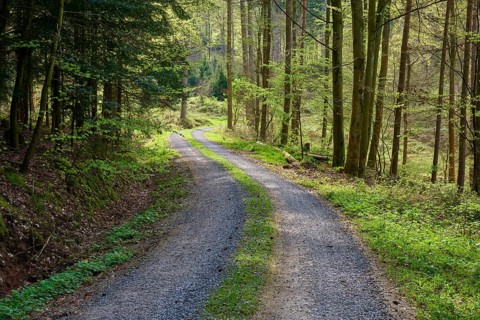 Quiet forest path made of gravel, surrounded by tall trees and green undergrowth, illuminated by