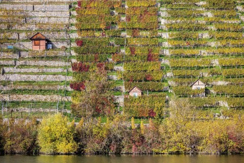 Steep vineyards with vineyard cottages in autumn, landscape on the banks of the Neckar between