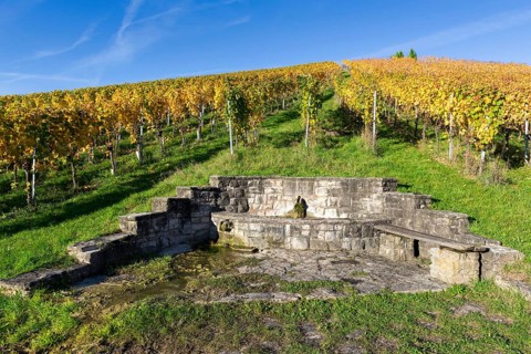 Stone bench and fountain in front of an autumnal vineyard under a clear blue sky, Strümpfelbach,