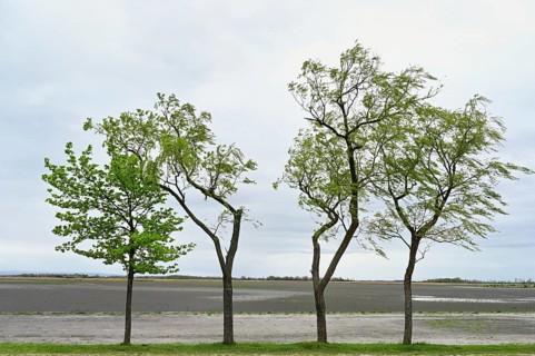 Very dry Zicksee, Lake Neusiedl National Park, Seewinkel, Burgenland, Austria, Europe