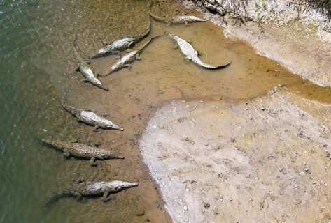 American crocodile (Crocodylus acutus) swimming in the water, from above, Rio Tarcoles, Carara