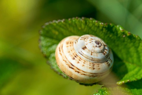 Mediterranean sand snail (Theba pisana), neozoon, snail shell on a green leaf, dune belt, Helgoland